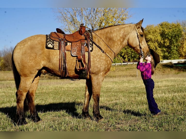 Arbeitspferd Mix Wallach 10 Jahre 165 cm Buckskin in Valley Springs, SD