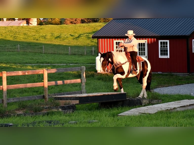 Arbeitspferd Mix Wallach 10 Jahre 168 cm in Rebersburg, PA