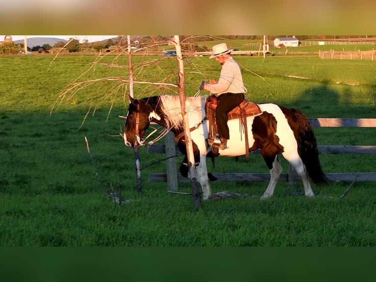 Arbeitspferd Mix Wallach 10 Jahre 168 cm in Rebersburg, PA