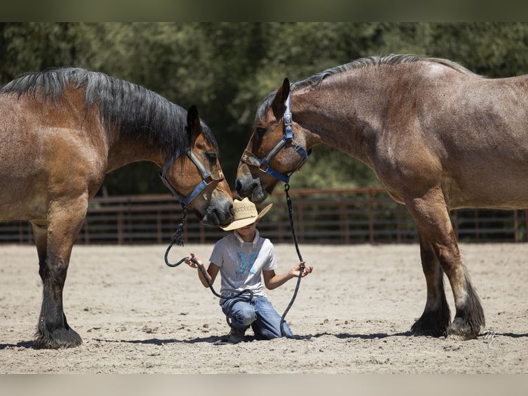 Arbeitspferd Wallach 10 Jahre 173 cm Roan-Bay in New Plymouth, ID
