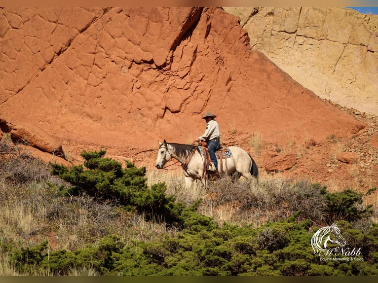 Arbeitspferd Mix Wallach 10 Jahre Buckskin in Cody