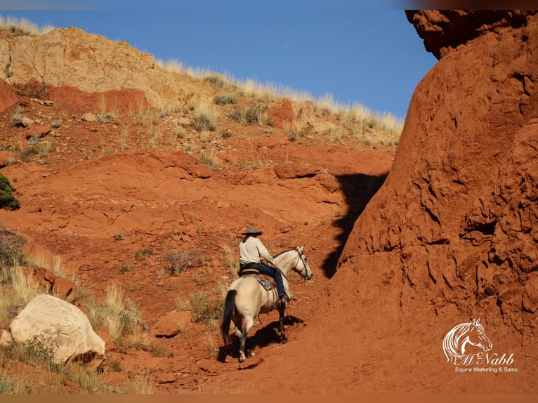 Arbeitspferd Mix Wallach 10 Jahre Buckskin in Cody