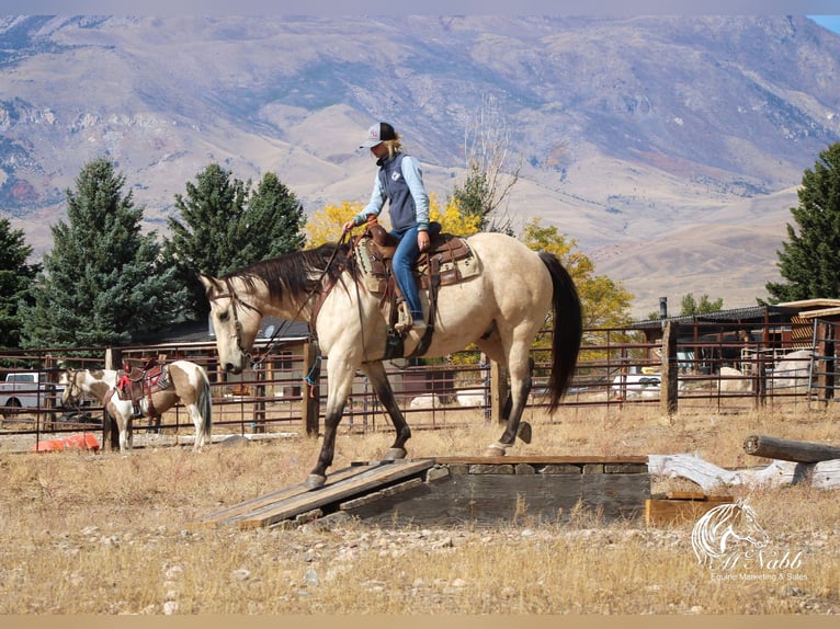 Arbeitspferd Mix Wallach 10 Jahre Buckskin in Cody