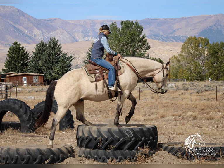 Arbeitspferd Mix Wallach 10 Jahre Buckskin in Cody