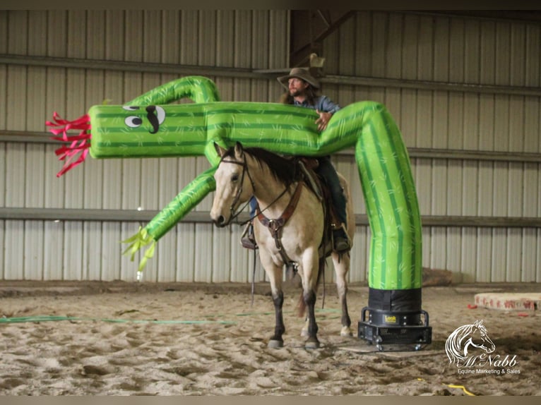 Arbeitspferd Mix Wallach 10 Jahre Buckskin in Cody