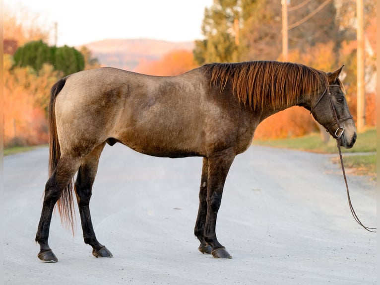 Arbeitspferd Mix Wallach 10 Jahre Buckskin in New Holland