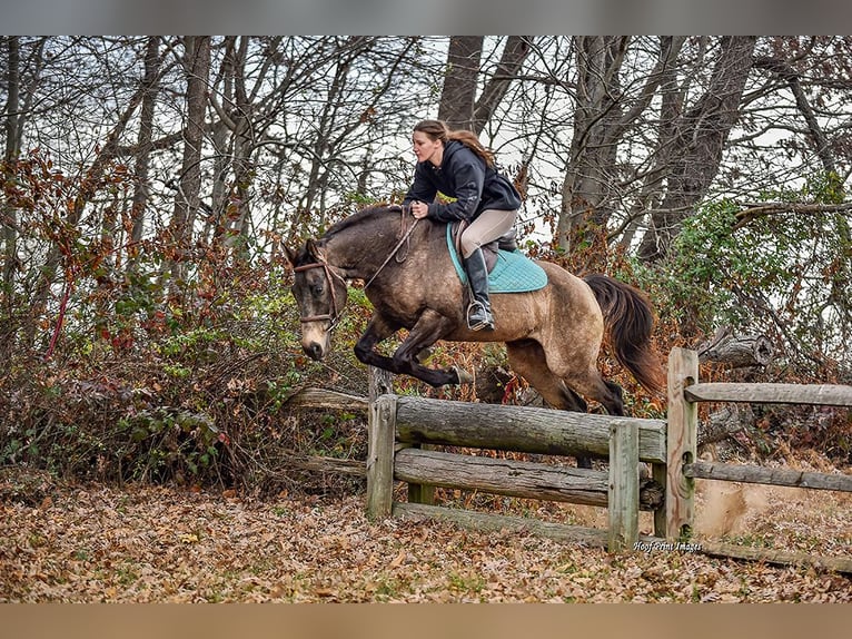 Arbeitspferd Mix Wallach 10 Jahre Buckskin in New Holland