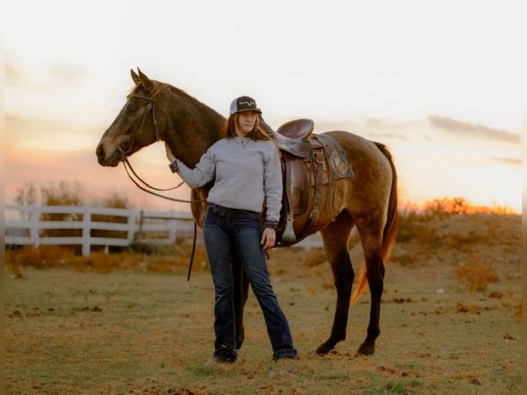 Arbeitspferd Mix Wallach 10 Jahre Buckskin in New Holland