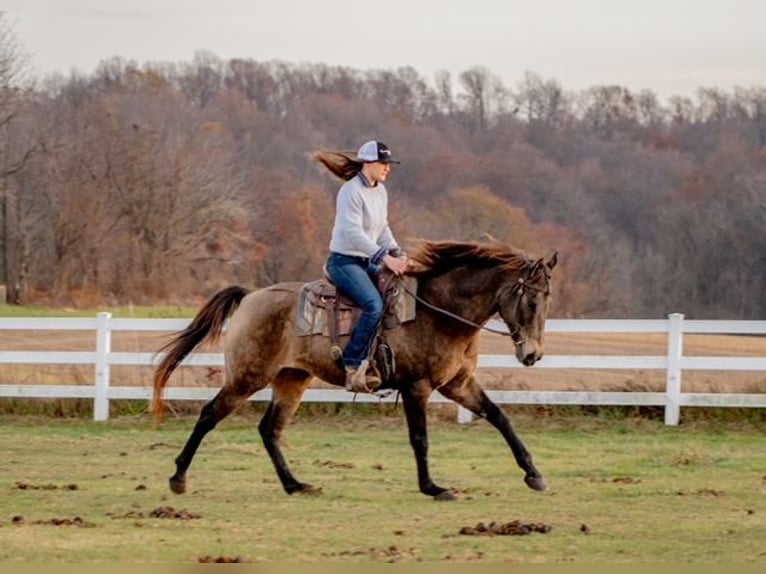 Arbeitspferd Mix Wallach 10 Jahre Buckskin in New Holland