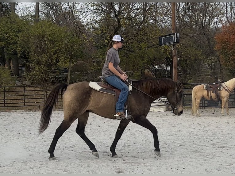 Arbeitspferd Mix Wallach 10 Jahre Buckskin in New Holland