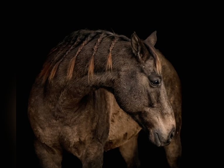 Arbeitspferd Mix Wallach 10 Jahre Buckskin in New Holland