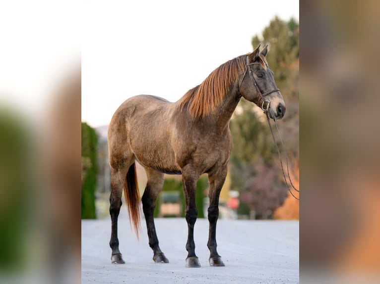 Arbeitspferd Mix Wallach 10 Jahre Buckskin in New Holland