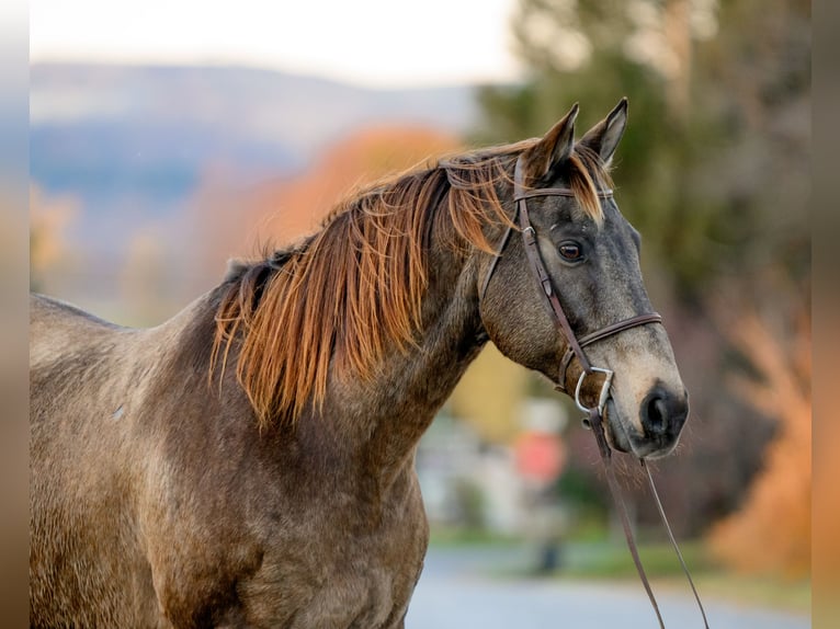 Arbeitspferd Mix Wallach 10 Jahre Buckskin in New Holland