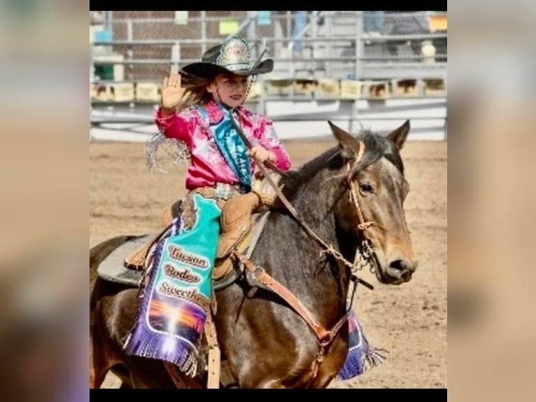 Arbeitspferd Wallach 11 Jahre 130 cm Rotbrauner in Marana, AZ