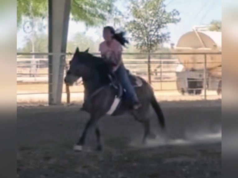Arbeitspferd Wallach 11 Jahre 130 cm Rotbrauner in Marana, AZ