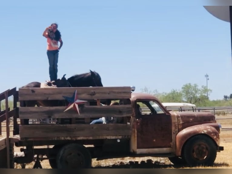 Arbeitspferd Wallach 11 Jahre 130 cm Rotbrauner in Marana, AZ