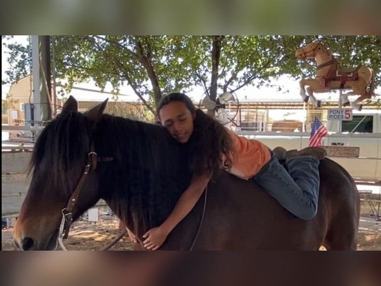 Arbeitspferd Wallach 11 Jahre 130 cm Rotbrauner in Marana, AZ