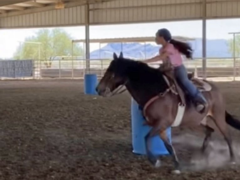 Arbeitspferd Wallach 11 Jahre 130 cm Rotbrauner in Marana, AZ