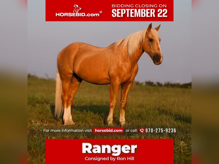 Arbeitspferd Mix Wallach 11 Jahre 152 cm Palomino in Mount Vernon