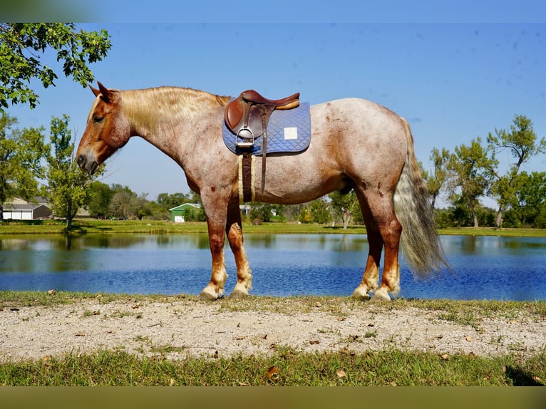 Arbeitspferd Mix Wallach 11 Jahre 157 cm Roan-Red in Corsica, SD