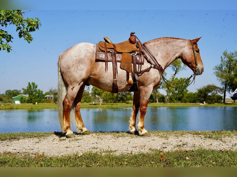 Arbeitspferd Mix Wallach 11 Jahre 157 cm Roan-Red in Corsica, SD