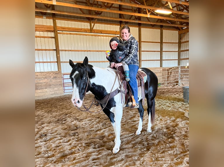 Arbeitspferd Wallach 11 Jahre 157 cm Tobiano-alle-Farben in Greensburg KY