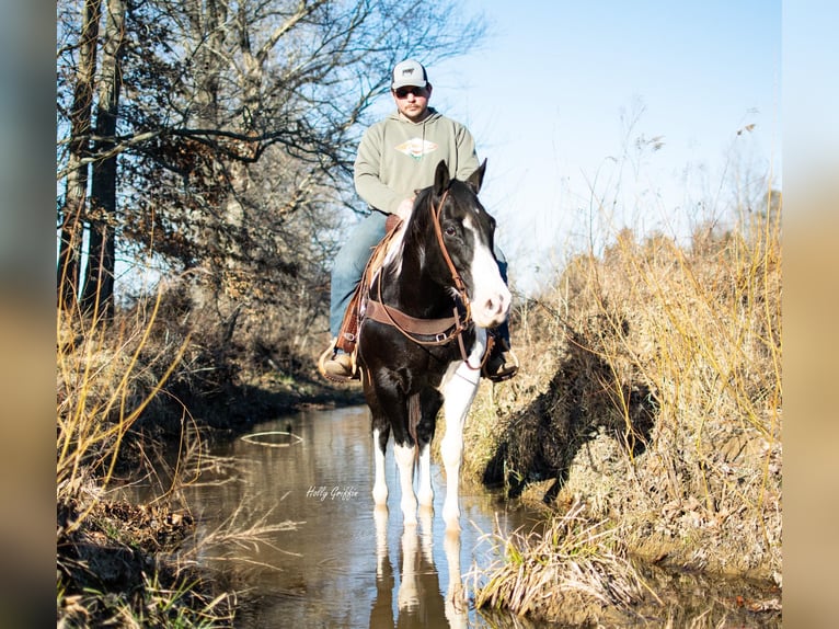 Arbeitspferd Wallach 11 Jahre 157 cm Tobiano-alle-Farben in Greensburg KY