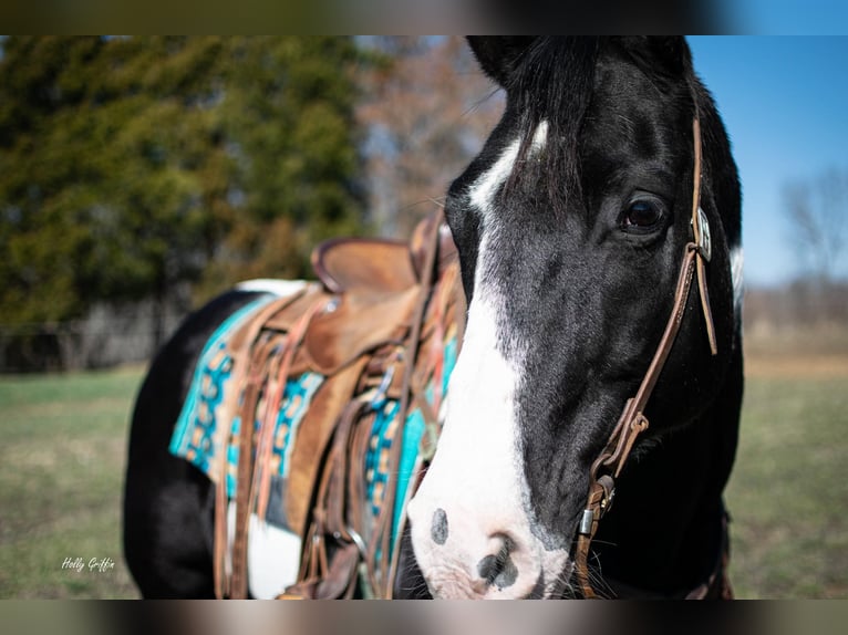 Arbeitspferd Wallach 11 Jahre 157 cm Tobiano-alle-Farben in Greensburg KY