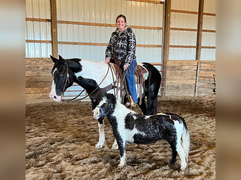 Arbeitspferd Wallach 11 Jahre 157 cm Tobiano-alle-Farben in Greensburg KY