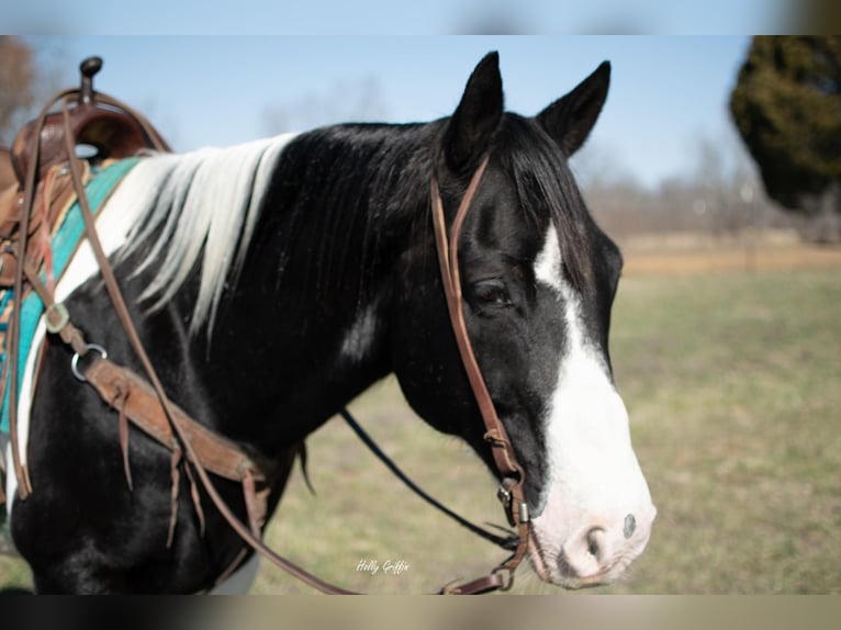 Arbeitspferd Wallach 11 Jahre 157 cm Tobiano-alle-Farben in Greensburg KY