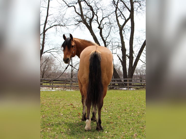 Arbeitspferd Wallach 11 Jahre 160 cm Falbe in Highland MI