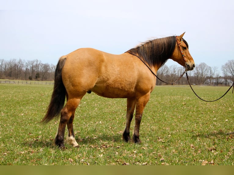 Arbeitspferd Wallach 11 Jahre 160 cm Falbe in Highland MI