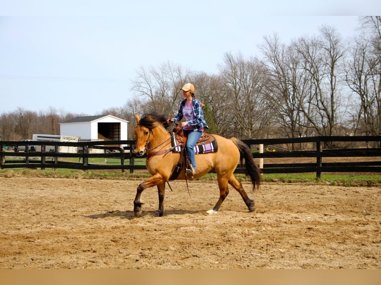 Arbeitspferd Wallach 11 Jahre 160 cm Falbe in Highland MI