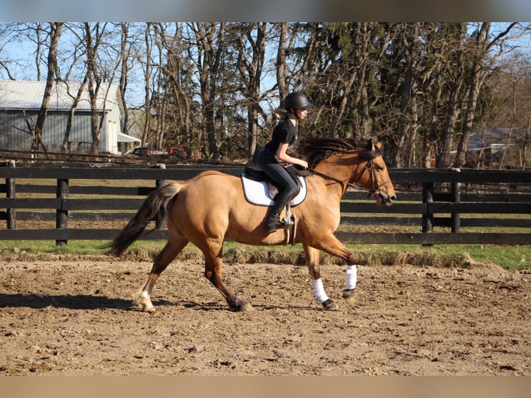 Arbeitspferd Wallach 11 Jahre 160 cm Falbe in Highland MI