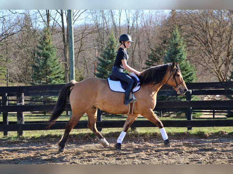 Arbeitspferd Wallach 11 Jahre 160 cm Falbe in Highland MI