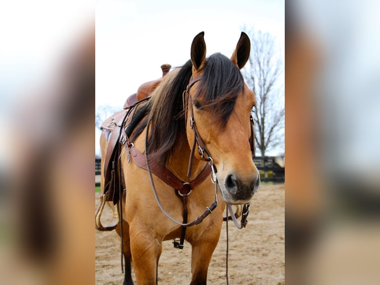 Arbeitspferd Wallach 11 Jahre 160 cm Falbe in Highland MI