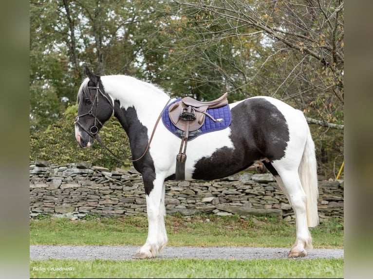 Arbeitspferd Wallach 11 Jahre 160 cm Tobiano-alle-Farben in Everett PA