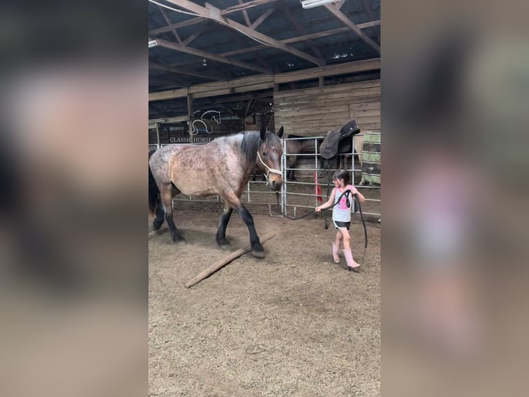 Arbeitspferd Wallach 11 Jahre 163 cm Rotbrauner in Republic, MO