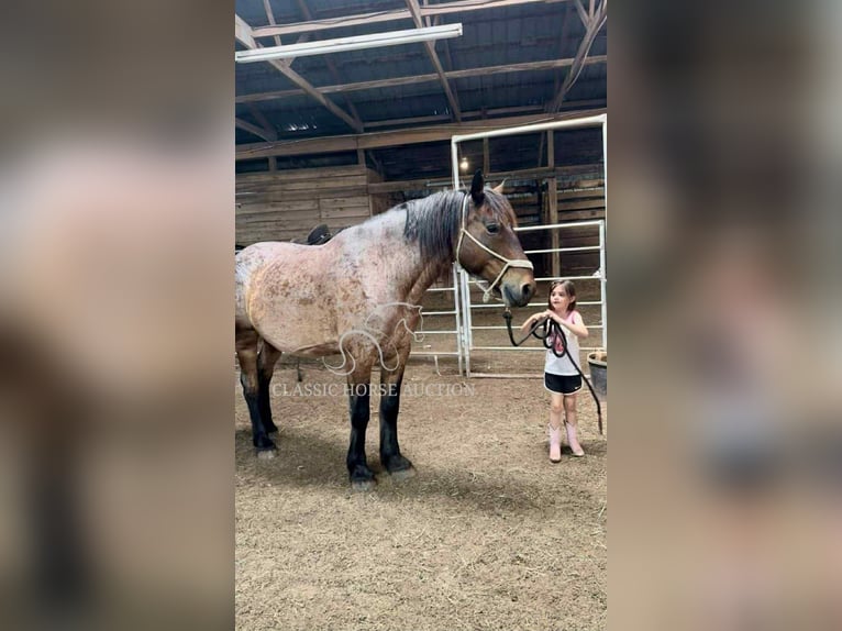 Arbeitspferd Wallach 11 Jahre 163 cm Rotbrauner in Republic, MO