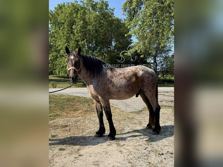 Arbeitspferd Wallach 11 Jahre 163 cm Rotbrauner in Republic, MO