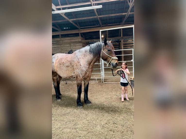 Arbeitspferd Wallach 11 Jahre 163 cm Rotbrauner in Republic, MO