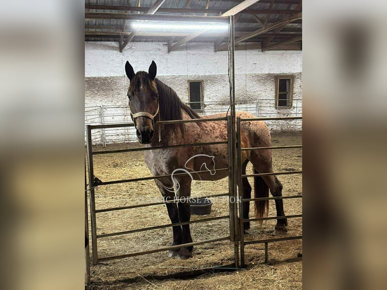 Arbeitspferd Wallach 11 Jahre 163 cm Rotbrauner in Republic, MO