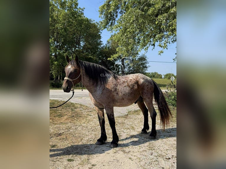 Arbeitspferd Wallach 11 Jahre 163 cm Rotbrauner in Republic, MO