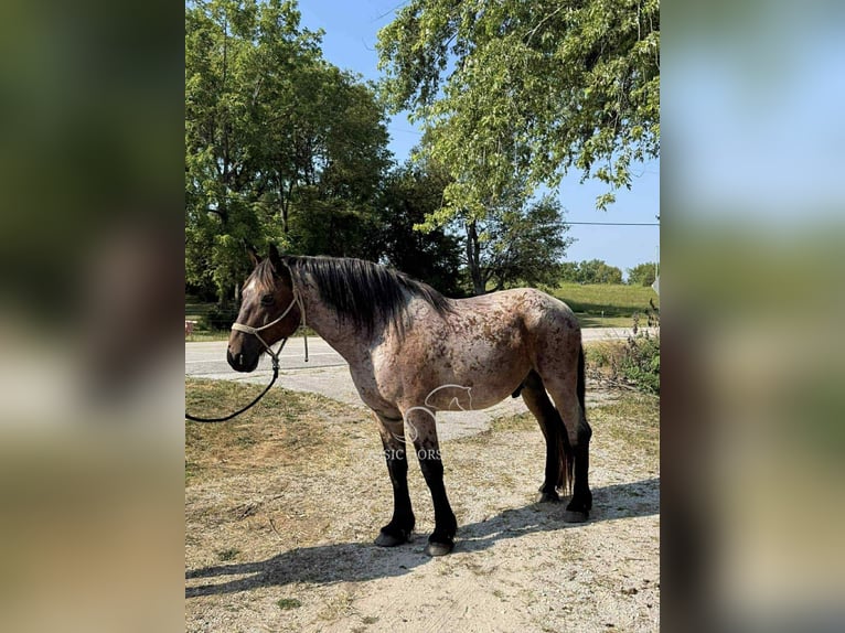 Arbeitspferd Wallach 11 Jahre 163 cm Rotbrauner in Republic, MO