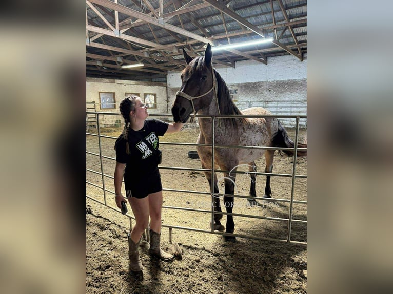 Arbeitspferd Wallach 11 Jahre 163 cm Rotbrauner in Republic, MO
