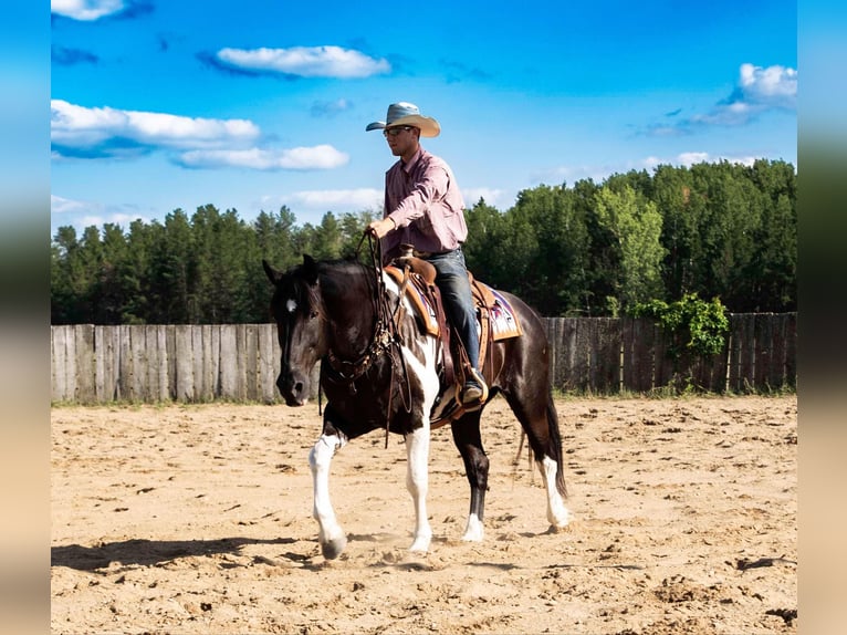 Arbeitspferd Wallach 11 Jahre 163 cm Tobiano-alle-Farben in NEvis Mn