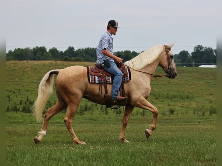 Arbeitspferd Wallach 11 Jahre 165 cm Palomino in Parkers Lake, KY