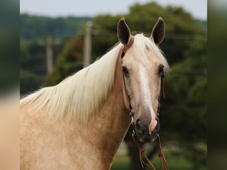 Arbeitspferd Wallach 11 Jahre 165 cm Palomino in Parkers Lake, KY