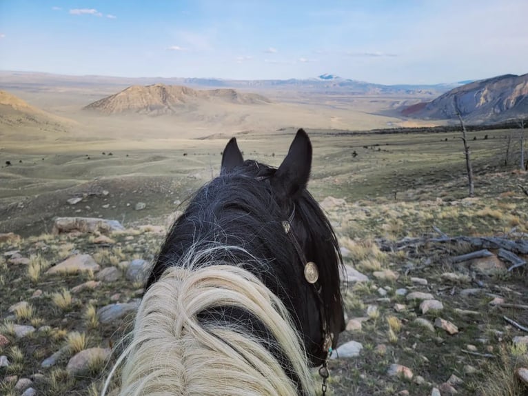 Arbeitspferd Mix Wallach 11 Jahre 170 cm Tobiano-alle-Farben in Powell, WY