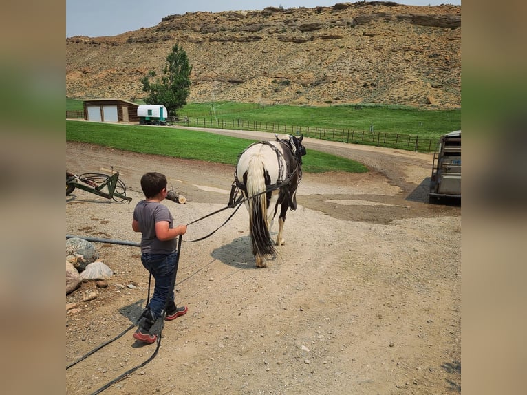 Arbeitspferd Mix Wallach 11 Jahre 170 cm Tobiano-alle-Farben in Powell, WY